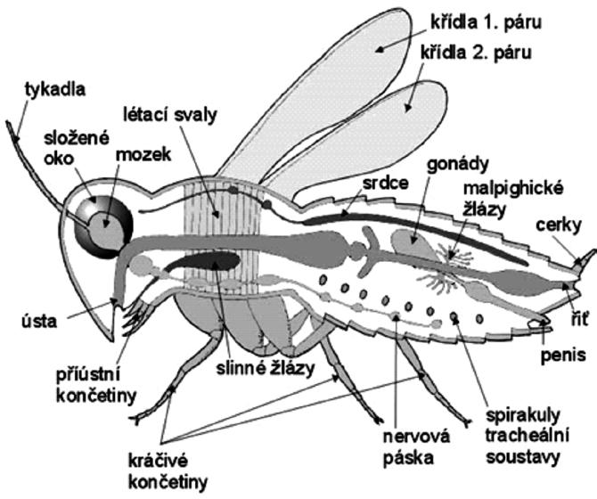 261 13.2 Analýza K analýze byla vybrána prezentace skupiny 1 (8. 12. minuta záznamu celé vyučovací hodiny), která byla ze všech nejzdařilejší.