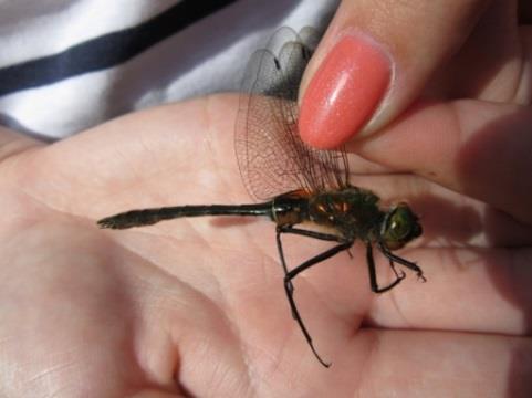 (Cordulia aenea), samice Obr.