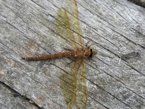 (Aeshna cyanea), samec Obr.