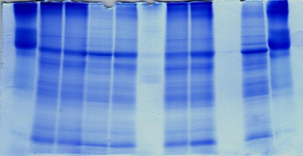 5.5. Elektroforetická separace proteinů v gradientu polyakrylamidového gelu v prostředí SDS Z rostlinných extraktů horních listů a středních listů rostlin pěstovaných s přídavkem sacharosy (SR1+S) a