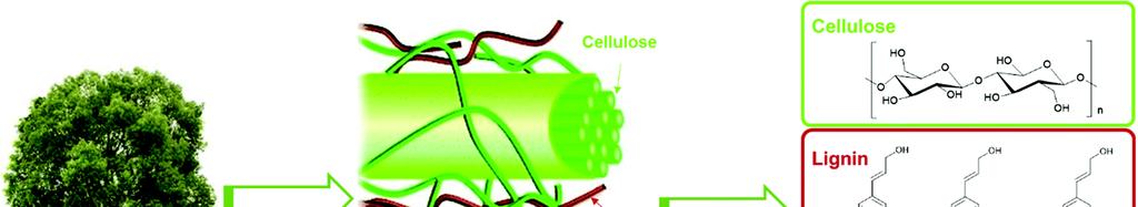 Lignocelulosový materiál hlavní složka rostlinné biomasy složení: lignin, hemicelulosa a
