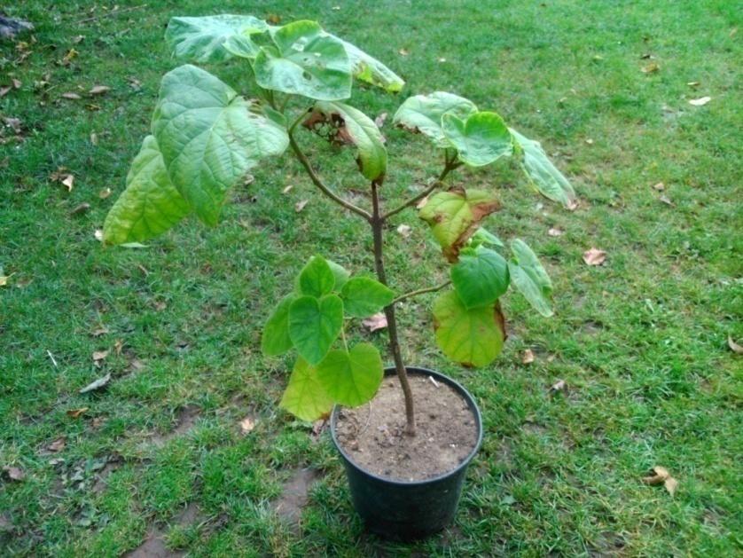 Obr. 1: Paulovnie plstnatá (Paulownia tomentosa), foto autor Vysazování nepůvodních druhů s sebou však přináší riziko negativních dopadů na původní druhy a jejich možné vytlačování.