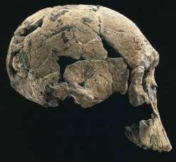 A. afarensis, A.