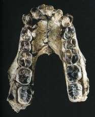 Australopithecus anamensis východní Afrika, 4,2 až 3,9 milionu let Lokality Kanapoi