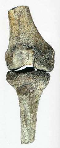 Australopithecus afarensis východní Afrika, 4,2 až 3 miliony let. Hadar, Omo, Midle Awash, Fejej, Maka (Etiopie), Koobi Fora, West Turkana, Lothagam (Keňa) a Laetoli (Tanzanie).