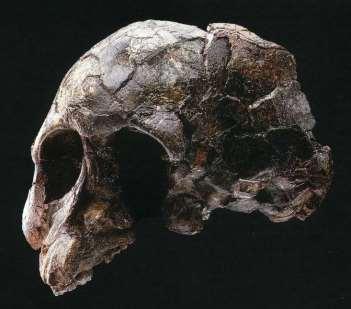 A. afarensis lebka Od lidoopů odlišuje strmější a vertikálně delší obličej, stavba patra a lícních kostí.