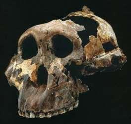 Australopithecus boisei východní Afrika, 2,4 až 1,4 milionu let. Lokality na území Tanzánie, Malawi, Etiopie a Keni.