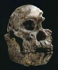 Připomíná své předchůdce (Australopithecus afarensis), ale posun jak směrem k robustním australopitékům, tak k raným zástupcům rodu Homo.