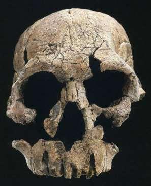 Homo rudolfensis Východní Afrika, 2,5-1,9 mil. Let jez. Turkana (Keňa), Uraha (Malawi) Holotyp: KNM-ER 1470, R.Leakey, 1972: lebka + končetiny. Rozpor: kapacita x stáří V.