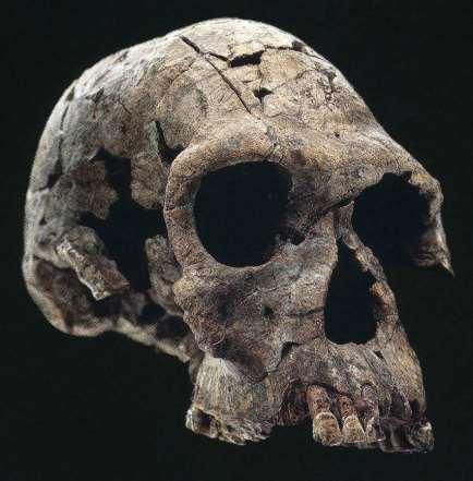 Homo habilis Východní a jižní Afrika (Keňa-Tanzanie-JAR), 2,2-1,6 mil. let Holotyp: OH-7 (juv., mand.), Leakey, Tobias, Napier Gracilní obličej Kapacita mozku nižší (500-687; max.