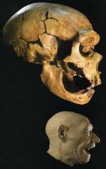 Homo neanderthalensis, Homo sapiens neanderthalensis), 220-30 ky Engis, Gibraltar, Neanderthal, Fuhlrott 1856;