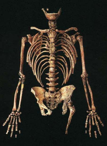 Výška 150-165 cm, váha 73 kg Mimořádně robustní skelet, mohutné svaly, široká lopatka se svalovými úpony Dlouhé kosti více zakřivené, větší plocha pro svalové úpony, loketní kloub