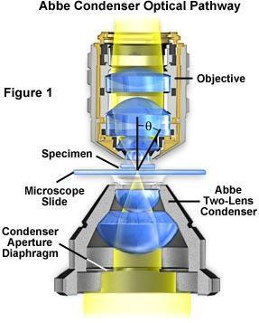 Zobrazovací metody ve světelné mikroskopii Světlé pole nejjednodušší a nestarší technika osvětlení ve SM světelný kužel prochází (v procházejícím světle) nebo se odráží (v odraženém světle) a