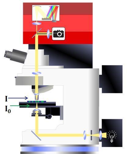 Mikrospektrofotometrie (cytofotometrie) kombinace mikroskopu a jednopaprskového absorpčního spektrofotometru proměřuje se kvantitativně absorpce světla o různých v různých místech preparátu