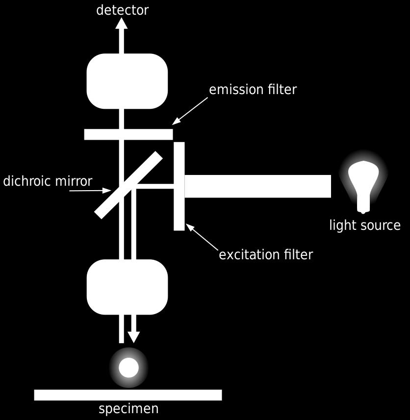 Fluorescenční mikroskopie Fluorescence emise světla probíhající během absorpce energie excitačního světla (interval mezi absorpcí a emisí vyzářeného kvanta 10-6 s) osvětlení preparátu intenzivním