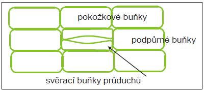 Mikroreliéfy a adhezivní preparáty studují se povrchy nebo povrchové vrstvy Příprava preparátů pro světelný mikroskop Princip: 1.