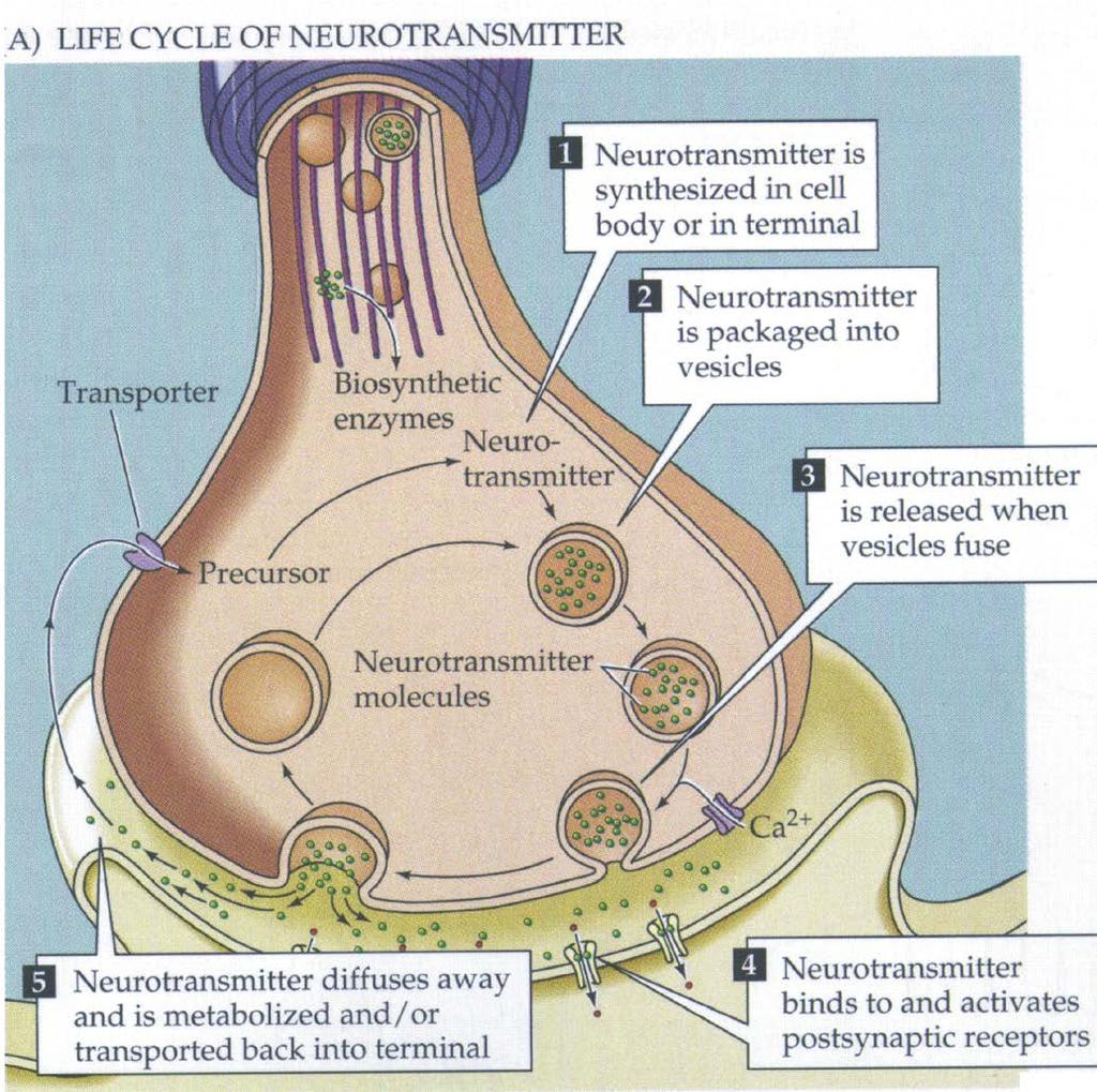 Purves et al., Neuroscience, 4 th ed.