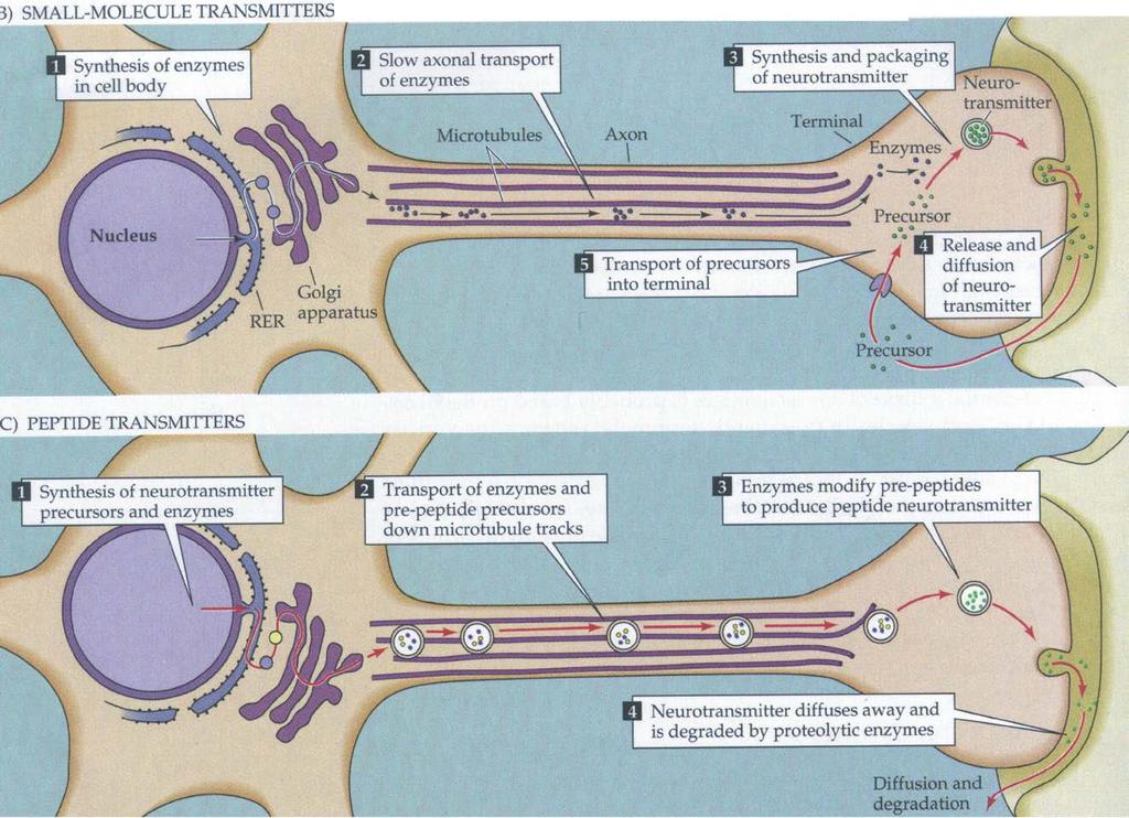 2 způsoby biosyntézy neuropřenašečů