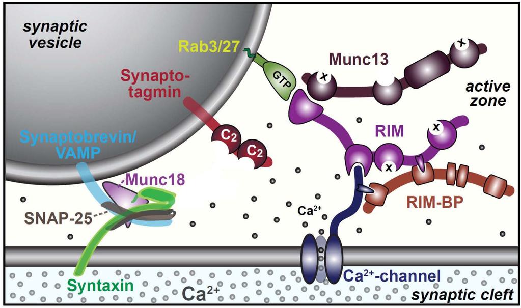 Presynaptický uvolňovací aparát provádí fúzi, Ca2+-závislé