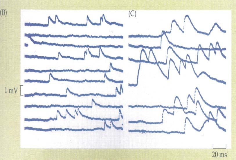 Purves et al., Neuroscience, 4 th ed.