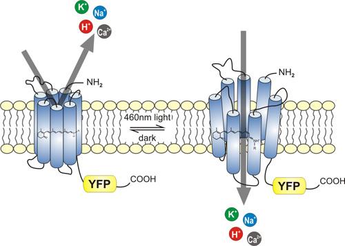 Optogenetická technika