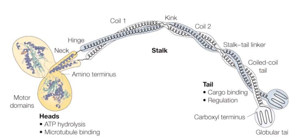 Myosinové motorické proteiny, kinesin, dynein.