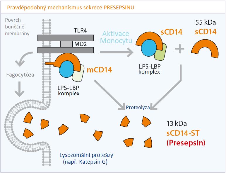 Klinické využití PRESEPSINU Při tomto ději je CD14 uvolněn ve své solubilní formě do cytoplazmy, kde dochází k jeho dalšímu štěpení proteázami.