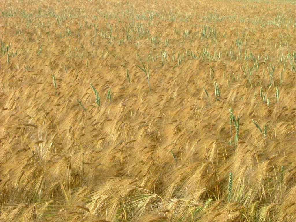 Pšenice a ječmen stály u zrodu neolitické zemědělské