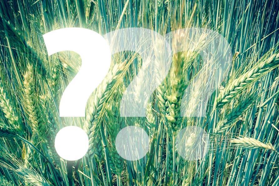 Pšenice ano či ne? Přes zjevný význam pšenice v lidské výživě ji lze z jídelníčku zcela vyloučit, podobně jako obiloviny obecně, aniž by utrpěla jeho nutriční hodnota a vyváženost.
