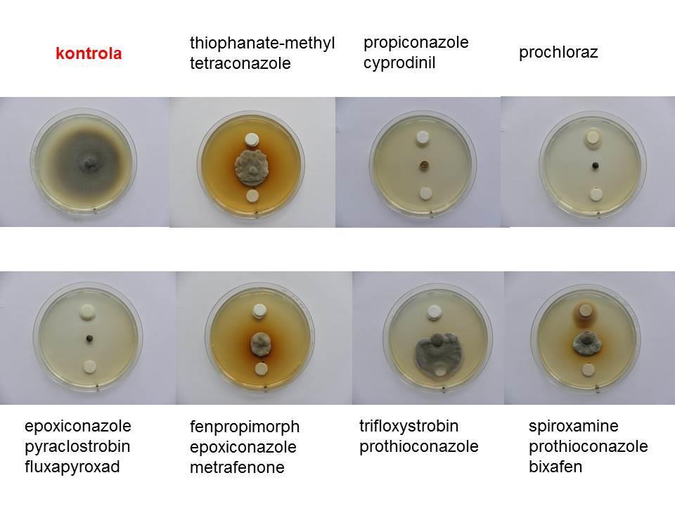 acuformis, kteří vykazovali nízkou citlivost k fungicidům v laboratorních podmínkách. Zdá se, že na území ČR převažuje druh O. yallundae. Dojde-li však k namnožení O.