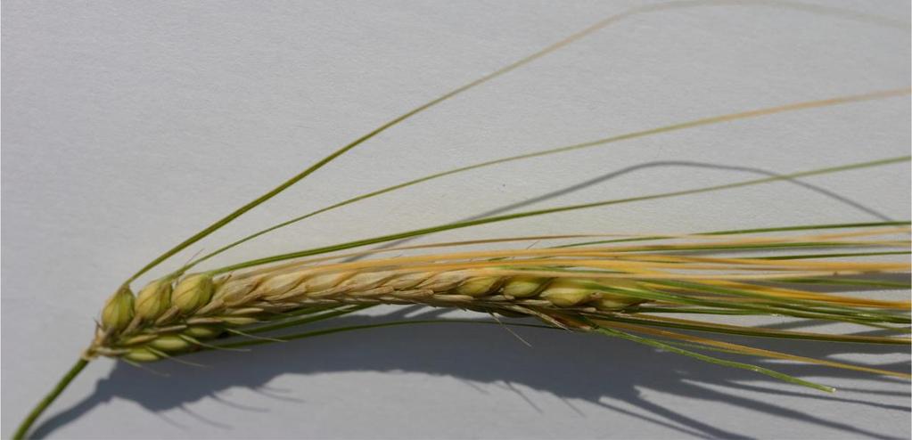 poae se udává, že je možná koprodukce nivalenolu (trichothecen B) a T-2 toxinu (trichothecen A) (Polišenská a Jirsa, 2013). Obr.