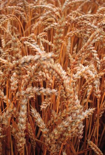 produkční do 30 kg N/ha kvalita vní až 40 kg N/ha hnojení sírou největší odběr síry je na jaře, proto je vhodné dodat síru spolu s dusíkem v kombinovaných hnojivech na začátku jarní vegetace.