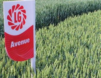 Avenue Ing. Eliška Nováková, agronomka, AG MAIWALD a.s., Benátky, okr. Svitavy: Avenue se nám líbí, protože je raná, nepoléhavá, nízká a jednoduchá na pěstování.