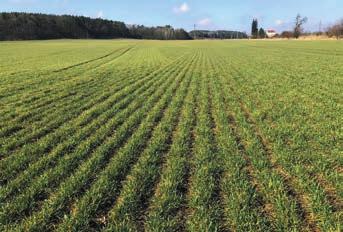 Arkeos Arkeos - kvalitní i pro výrobu pšeničného sladu Čirost sladiny Zcukření Viskozita 8,6 % Dosažitelný stupeň prokvašení Diasta cká mohutnost Extrakt moučky v sušině RE 45 C Dusíkaté látky v
