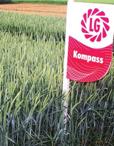 Kompass A KVALITA Pěstování rajonizace: plas cká odrůda, vhodná pro všechny typy půd, včetně suchých lokalit zařazení v osevním postupu: lze pěstovat i po obilnině a kukuřici, je vhodná i pro