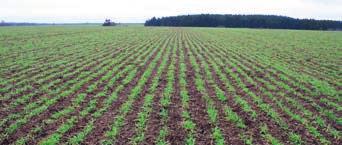 Benešov LG Triumph byl u nás v loňském roce nejvýnosnější ječmen. Výnos byl 9,3 t/ha. Ing. Jaroslav Bělina, Agro Pertol ce, a.s., okr.