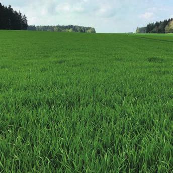 Padura Špičkový výnos, špičková zima výnosem překonala i hybridní ječmeny velmi dobrá odolnost vůči vyzimování potvrzená ročníkem 2011/2012 výborný zdravotní stav Padura - mimořádně výnosná odrůda