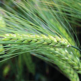 hodnocených odrůd vysoký počet zrn v klase krátké stéblo s dobrou odolnos k poléhání Vyšlech l: Limagrain GmbH, Německo LGBB15W003 rezistentní k viru žluté zakrslos ječmene (BYDV) nejvýnosnější v 1.
