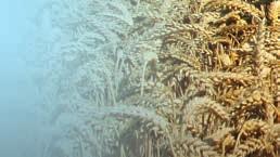 , fax: +421 455 331 358 mobil: +421 905 454 961 e-mail: peter.brezny@limagrain.