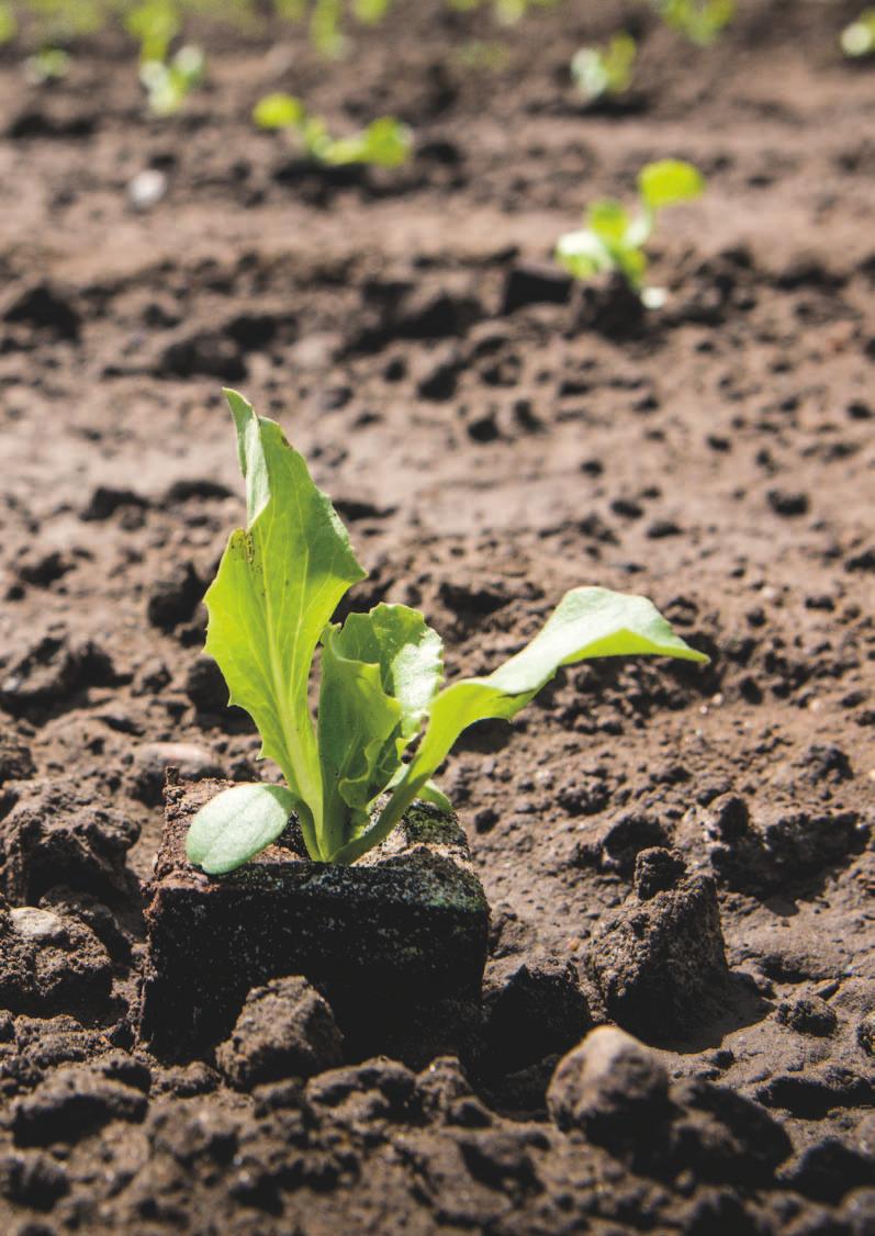 agrotip Informační měsíčník BASF pro české zemědělce