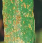 Rez ječná Puccinia hordei Rynchosporiová skvrnitost Rhynchosporium secalis Hnědá