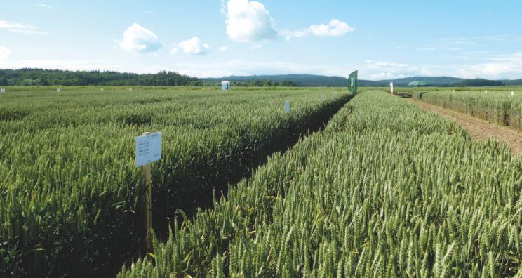 Tab. 2: Foliární fungicidní aplikace Var. Moření 1 Kinto Duo 2 l/ha 2 Kinto Duo 2 l + Systiva 0,75 l/t BBCH 31-32 22.5.2017 3 Kinto Duo 2 l/ha Capalo 1,4 l/ha BBCH 37-39 29. 5. 2017 BBCH 55 11.6.