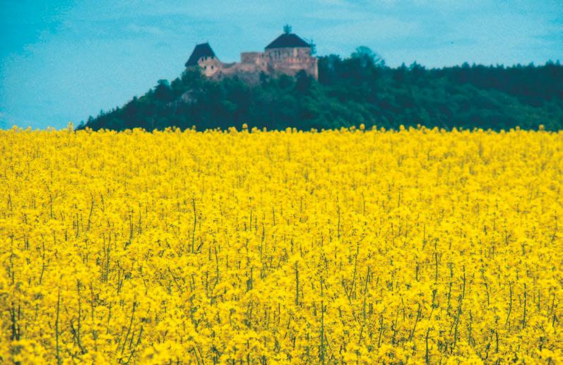 Během čtyř let pokusů se podařilo odzkoušet 17 různých odrůd a získat mnoho cenných poznatků, z nichž nejvýznamnějšími jsou nesporně výnosy semen. Ty uvádíme v grafech 1-4.