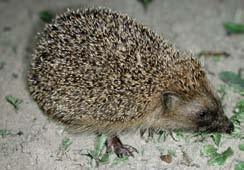 Eulipotyphla Eulipotyphla apomorfie (?
