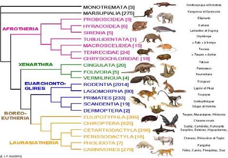 jugale redukováno (zygomata chybějí u některých rodů) kompletní heterodontní chrup 3143/3143 křídový původ dilamdodontní molary Erinaceidae