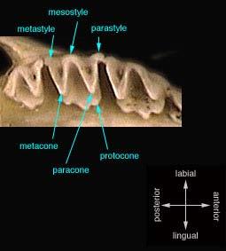 Tupaiodontinae [3] eocen oligocen Asie, N Amerika Galericinae 3 [10] eocen recent Eurasie, Afrika, N Am Erinaceinae 2 [7] oligocen recent