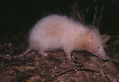 Eulipotyphla systematika McK&B97 hmyzožravci Soricopmorpha Otlestidae [1] L křída Asie Geolabididae [4] L křída miocen N Amerika