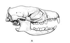 [3] paleocen oligocen Asie, N Amerika Solenodontidae 1 pleistocen recent Antily Plesiosoricidae [6] eocen pliocen Eurasie, N