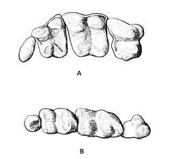 Soricinae 11 [39] oligocen recent Eurasie, Ameriky, Afrika Crocidurinae 10 [3] miocen recent Afrika, Eurasie Limnoecinae [2]