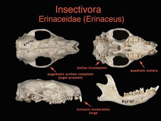 řády, 5 čeledí, 7(9) podčeledí, 55 rodů, 452 druhů Erinaceopmorpha rodů : druhů Erinaceidae Erinaceinae 5 : 16 Galericinae 5 : 8